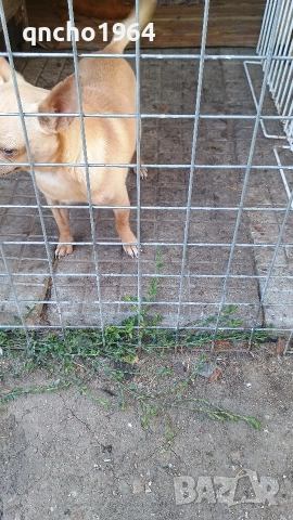 чихуахуа , снимка 6 - Чихуахуа - 52797684