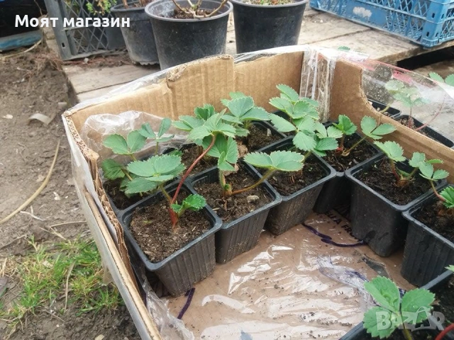 Гигантска Ягода Максим, снимка 3 - Градински цветя и растения - 53645587