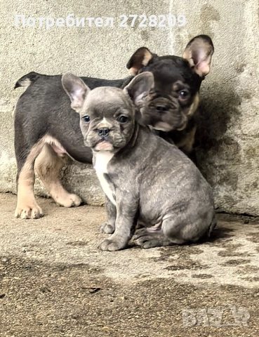 Френски Булдог/ French Bulldog, снимка 10 - Френски булдог - 51410450