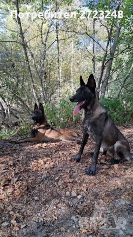 Кученца белгийска овчарка , снимка 9 - Белгийска овчарка - 52937741