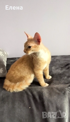 Браш къдравокос момче с родословие, снимка 3 - Сфинксове - 53047560