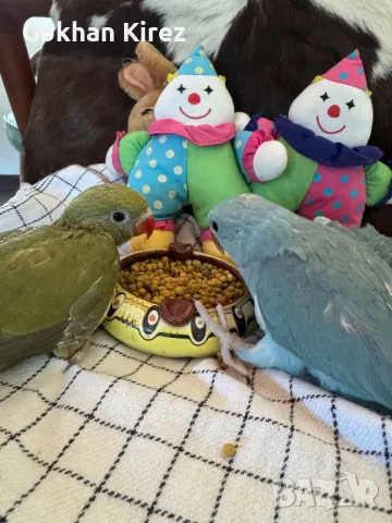 Папагали Малък Александър, снимка 6 - Папагали - 49697096