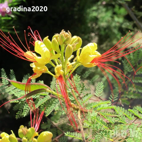 Цезалпиния, снимка 7 - Разсади - 51161534