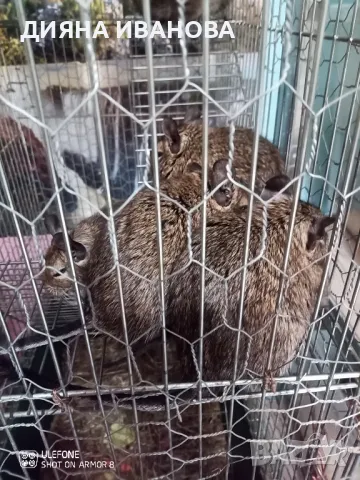 КАТЕРИЧКИ ДЕГУ, снимка 16 - Морски свинчета - 48394568