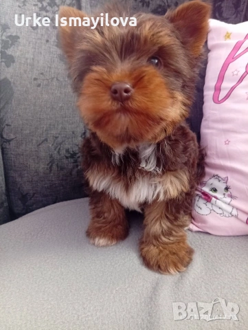 Йоркширски териер , снимка 5 - Йоркширски териер - 53641485