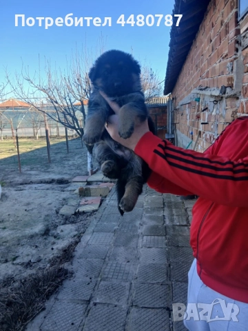 Чистокръвни немски овчарки , снимка 3 - Немска овчарка - 52947702