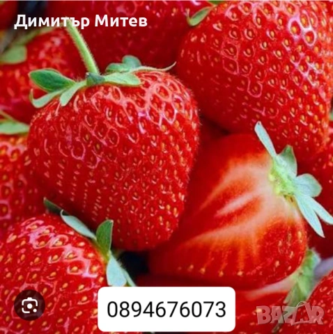 Продавам разсат ягоди , снимка 11 - Разсади - 52135042
