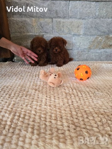 Тийкъп Пудел момчета 