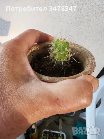 Parodia Maasii, снимка 2 - Стайни растения - 50244019