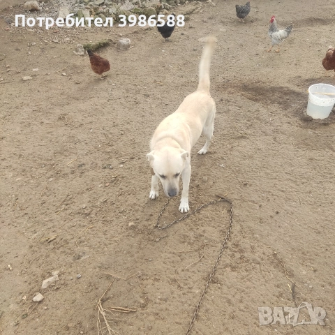 Пуйки,Пуяци.Фитки., снимка 3 - Кокошки и пуйки - 52718854