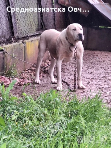 Сао-Алабай, снимка 6 - Алабай - 52877451