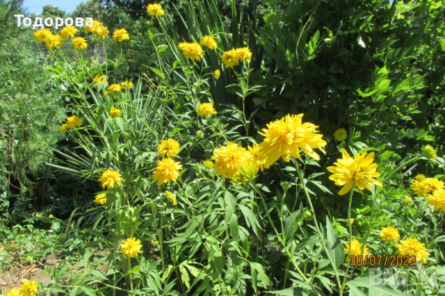 златна топка /рудбекия/ градинско растение, снимка 4 - Градински цветя и растения - 36652693