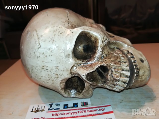 черепа 20х16х14см-антика 0101231028, снимка 4 - Антикварни и старинни предмети - 39153266