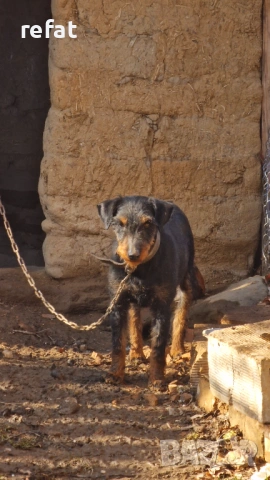 ягдтериер женска