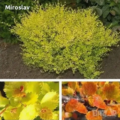 Жълта Бреза Джудже, снимка 5 - Градински цветя и растения - 50109832