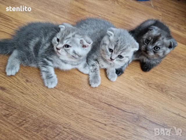 Шотландски клепоухи котенца , снимка 14 - Британска късокосместа - 39110730