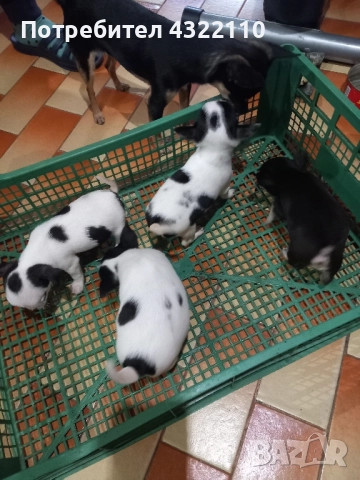 Чихуахуа , снимка 5 - Чихуахуа - 52432620