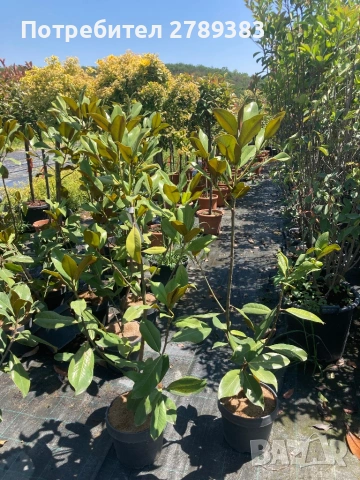 Магнолия Грандифлора , снимка 2 - Градински цветя и растения - 53072839