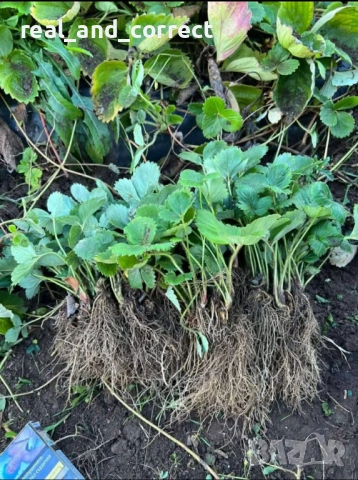 Само ЗА ЦЕНИТЕЛИ Уникален БИО разсад Ягоди и Малини, снимка 2 - Разсади - 53748363