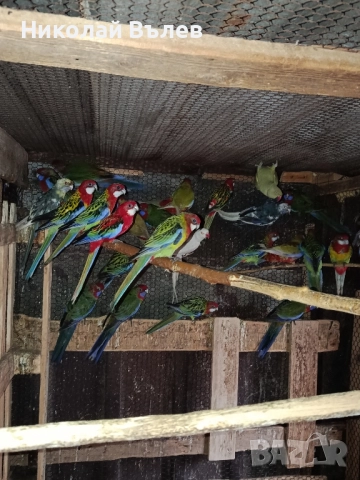 Розели и пенанти, снимка 11 - Папагали - 52582207