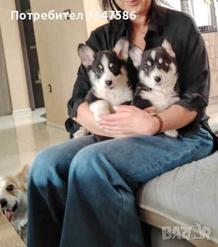 Трицветни кученца Уелско корги пембрук - мъжки