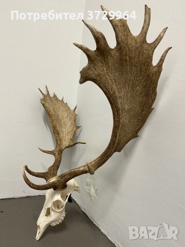 Много Красив трофей от Елен лопатар, снимка 5 - Други - 50469812