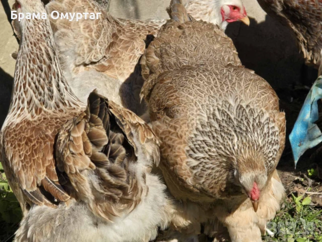 Продавам разплодни яйца от Сьомгова брама [Salmon Brahma], снимка 3 - Кокошки и пуйки - 53810719