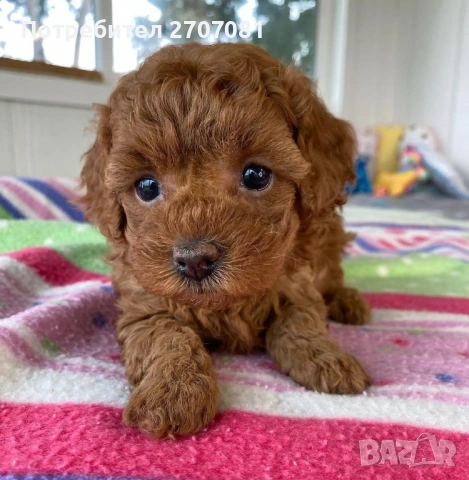 Той пудел/Тий къп, снимка 3 - Пудели - 53190681