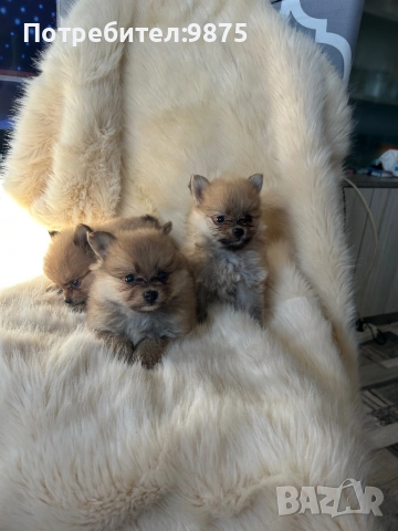 Продавам померан, снимка 1