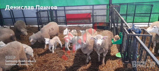 Хранилка за концентриран фураж (за овце), снимка 6 - За селскостопански - 34655335