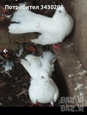 продавам гълъби, снимка 4 - Гълъби - 52494031