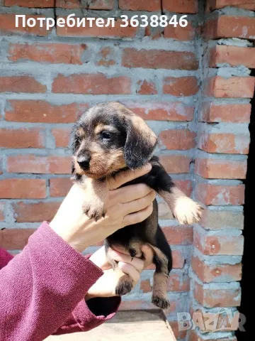 Твърдокосмест дакел, снимка 2 - Дакели - 49793699