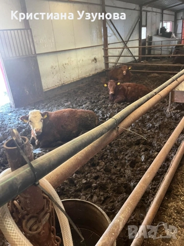 Продавам месодайни крави и телета, снимка 3 - Крави - 52697284