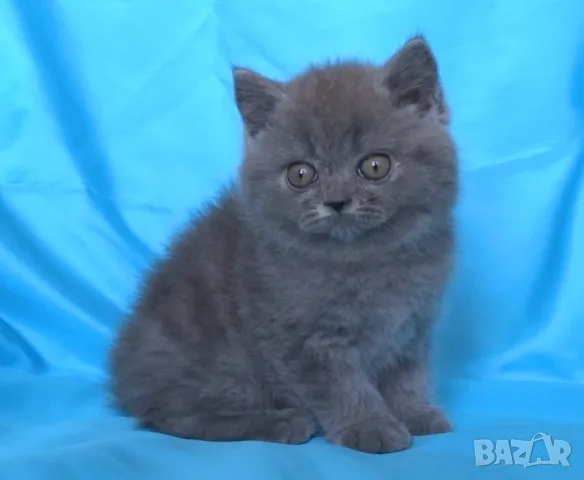 Шотландски клепоухи котенца, снимка 7 - Британска късокосместа - 56045647