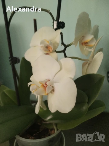 Разхождане на кучета, снимка 11 - Ветеринари и услуги - 50857550