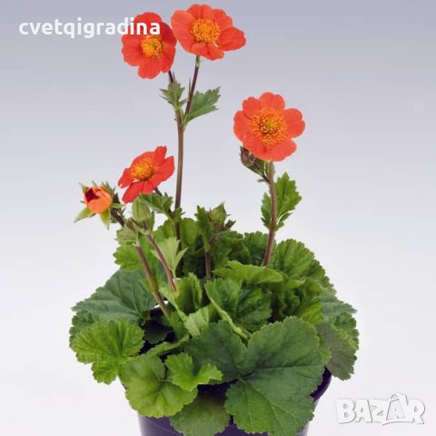 Geum coccineum Koi (Геум Кои), снимка 2 - Градински цветя и растения - 41403391