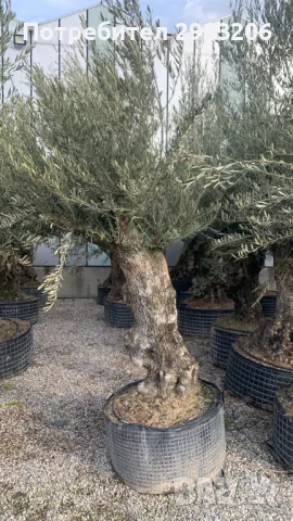 Продавам маслинови дървета, снимка 2 - Градински цветя и растения - 49531703