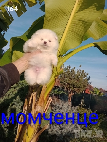 Померани. Мъжки и женски бели момичета., снимка 3 - Померан - 52772089