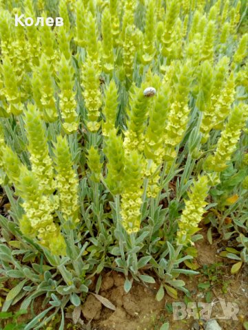  Продавам разсад Мурсалски чай -Приемам поръчки  за сезон 2026 година!, снимка 3 - Разсади - 42228821