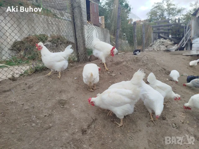 Сини яйца от бял Легбар , снимка 7 - Кокошки и пуйки - 56330419
