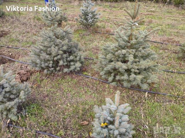 коледна елха в саксия-жива, снимка 13 - Градински цветя и растения - 52524694