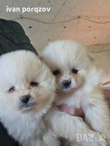 Померанчета готови за взимане страхотни