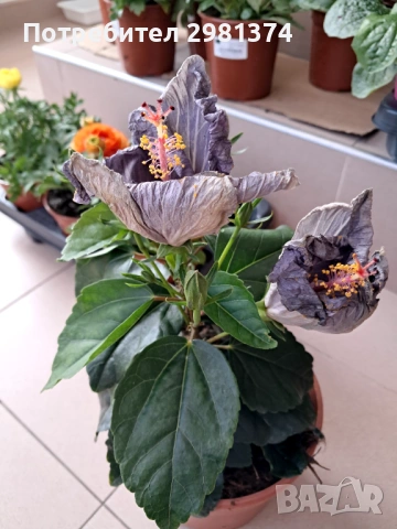 Китайска роза, снимка 2 - Градински цветя и растения - 53534532