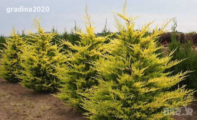 Кипарис Лейланди „Gold Rider“ (Златен ездач) Cupressocyparis leylandii ‘Gold Rider’, снимка 2 - Разсади - 55955313