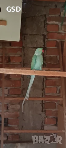 продавам папагали малък александър, снимка 1