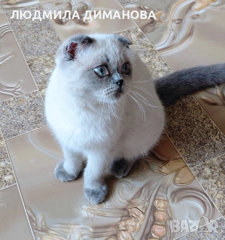 Шотландско момиче със сини очи , снимка 3 - Британска късокосместа - 53016130