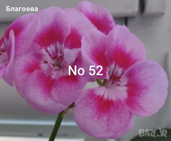 Комплект вкоренени резници Мушкато 5 бр - 5 цвята 