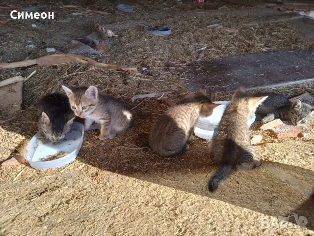 Подарявам малки котета, снимка 3 - Други - 56094840