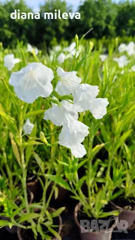 Продава се Руелия, Мексиканска петуния, Ruellia,  Mexican Petunia!!, снимка 10 - Градински цветя и растения - 55825095