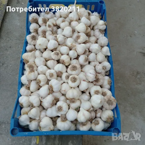 Продавам летен чесан реколта 2026г., снимка 2 - Разсади - 55878640
